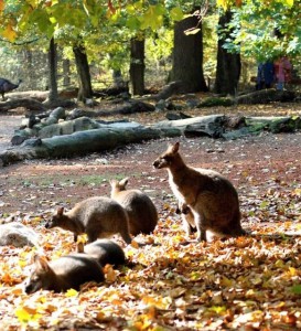 klokani-v-zoo-lesna-orez.jpg