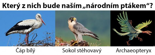 cap-bily_sokol-stehovavy_archaeopteryx.jpg