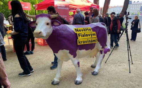 fialova-krava--neverte-fialovym-kravinam.jpg